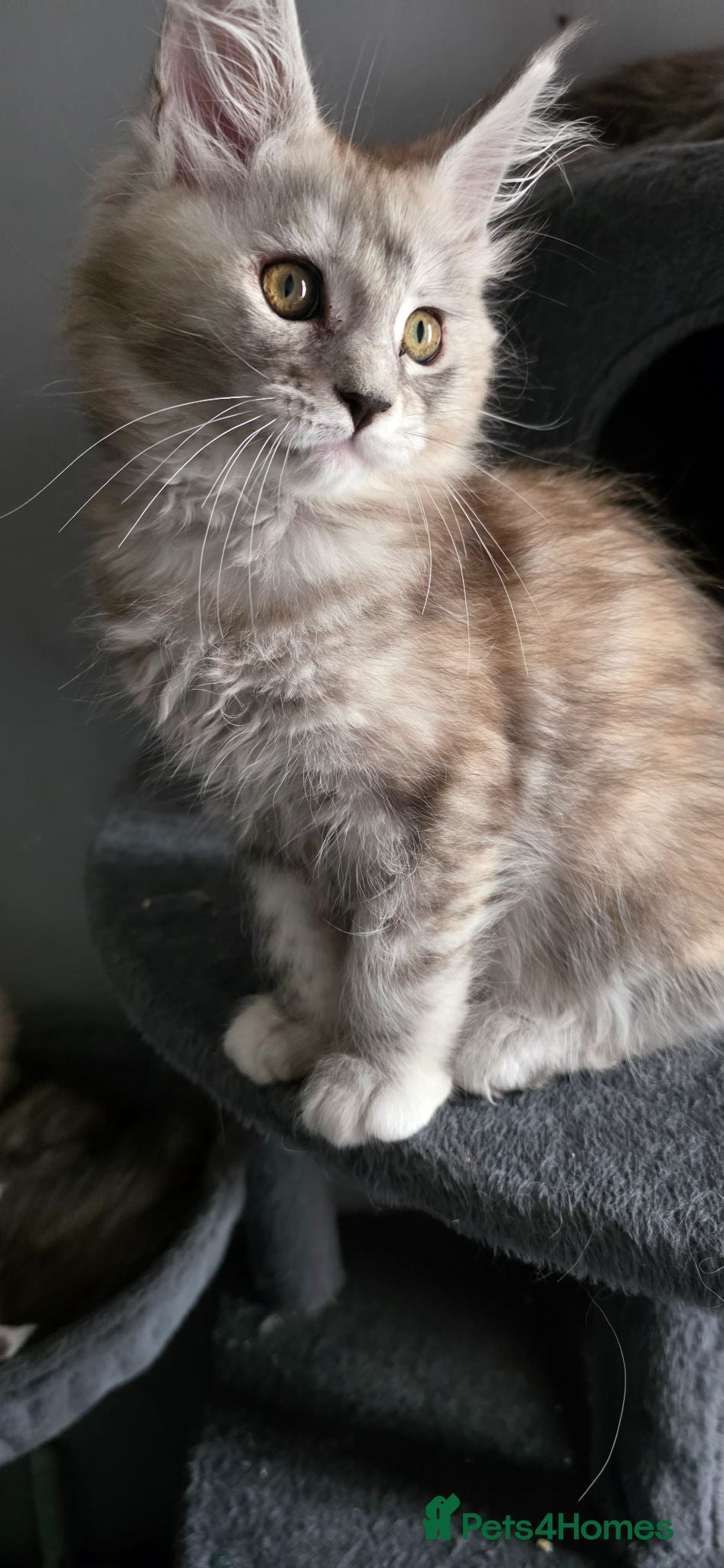 Maine Coon cats Last Stunning Tica Registered girl left for Sale - Advert 1