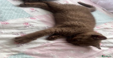 British Shorthair cats - Advert 2