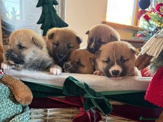 Japanese Shiba Inu dogs beautiful red Japanese Shiba Inu puppies - Advert 7