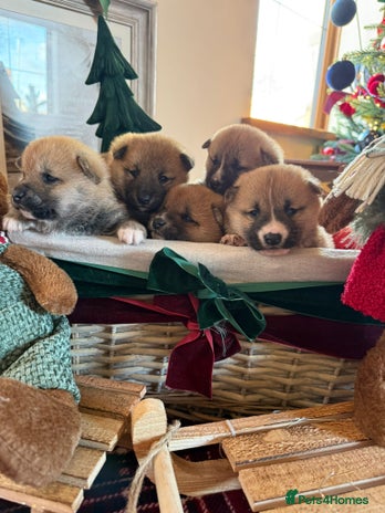 Japanese Shiba Inu dogs beautiful red Japanese Shiba Inu puppies - Advert 1