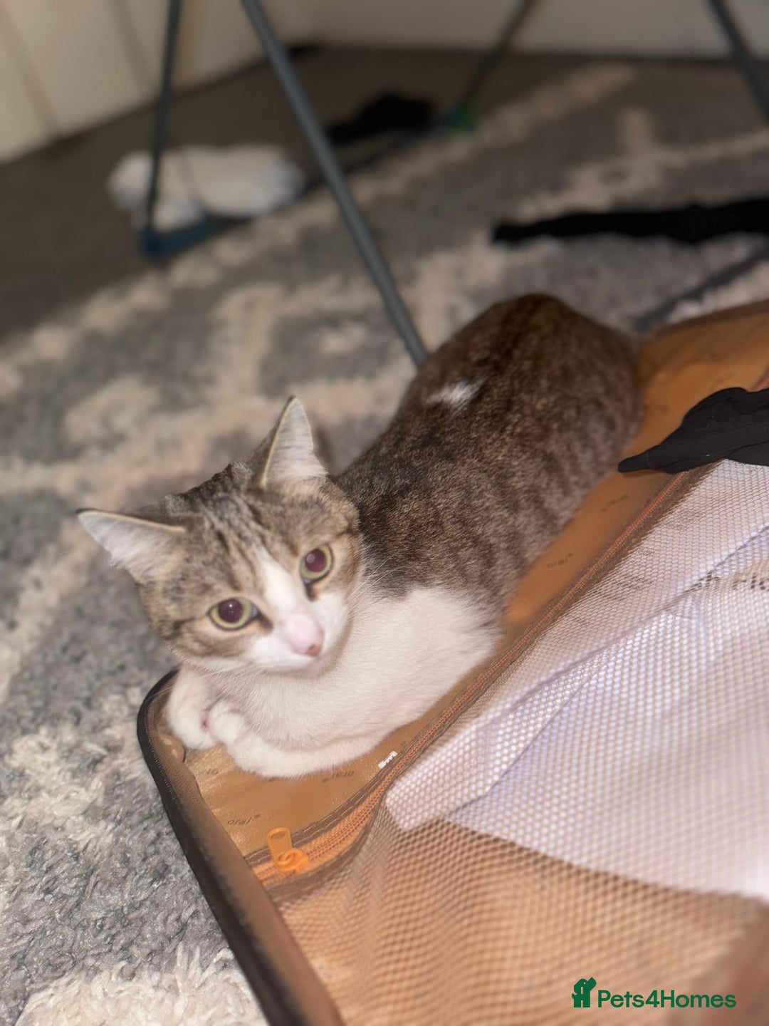 Domestic Shorthair cats for sale: Miss Layla - Advert 5