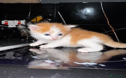 Mixed Breed cats for sale: 7 Mixed Kittens - Ginger, Tabby, Calico, White - Advert 16