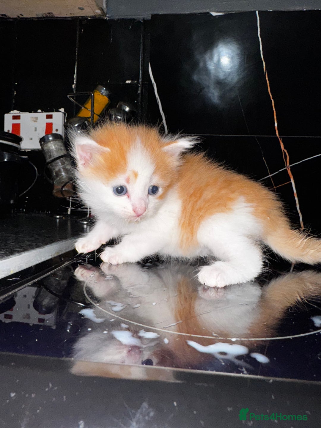 Mixed Breed cats for sale: 7 Mixed Kittens - Ginger, Tabby, Calico, White - Advert 16