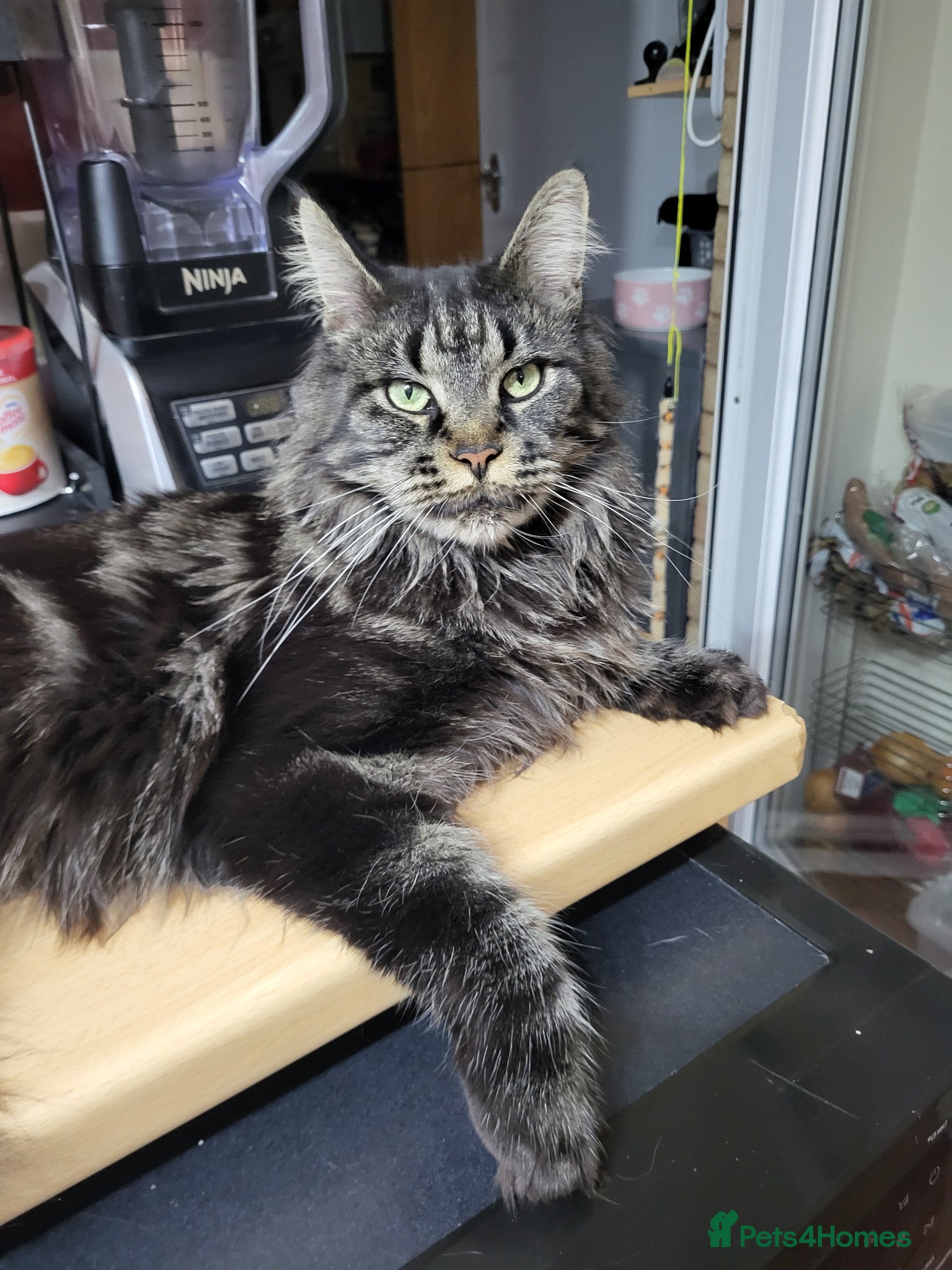 Maine Coon cats 🐾GCCF Retired Maine Coon Queen 🐾 - Advert 1