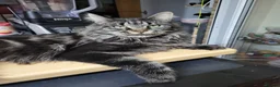 Maine Coon cats for sale: 🐾GCCF Retired Maine Coon Queen 🐾 - Advert 1
