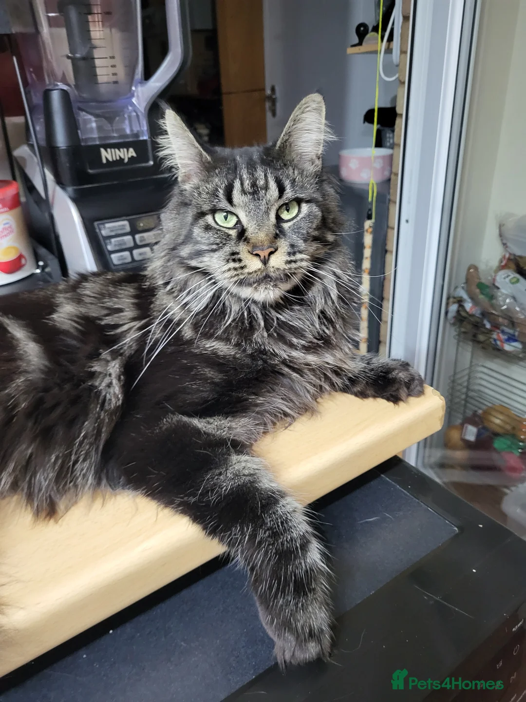 Maine Coon cats for sale: 🐾GCCF Retired Maine Coon Queen 🐾 - Advert 1