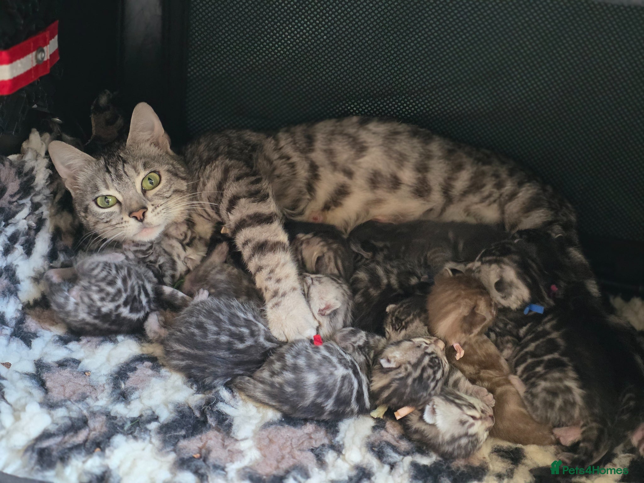 Bengal cats Gorgeous Health Tested Bengal Kittens  - Advert 2