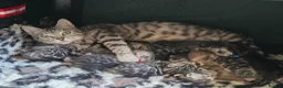 Bengal cats for sale: Gorgeous Health Tested Bengal Kittens  - Advert 2