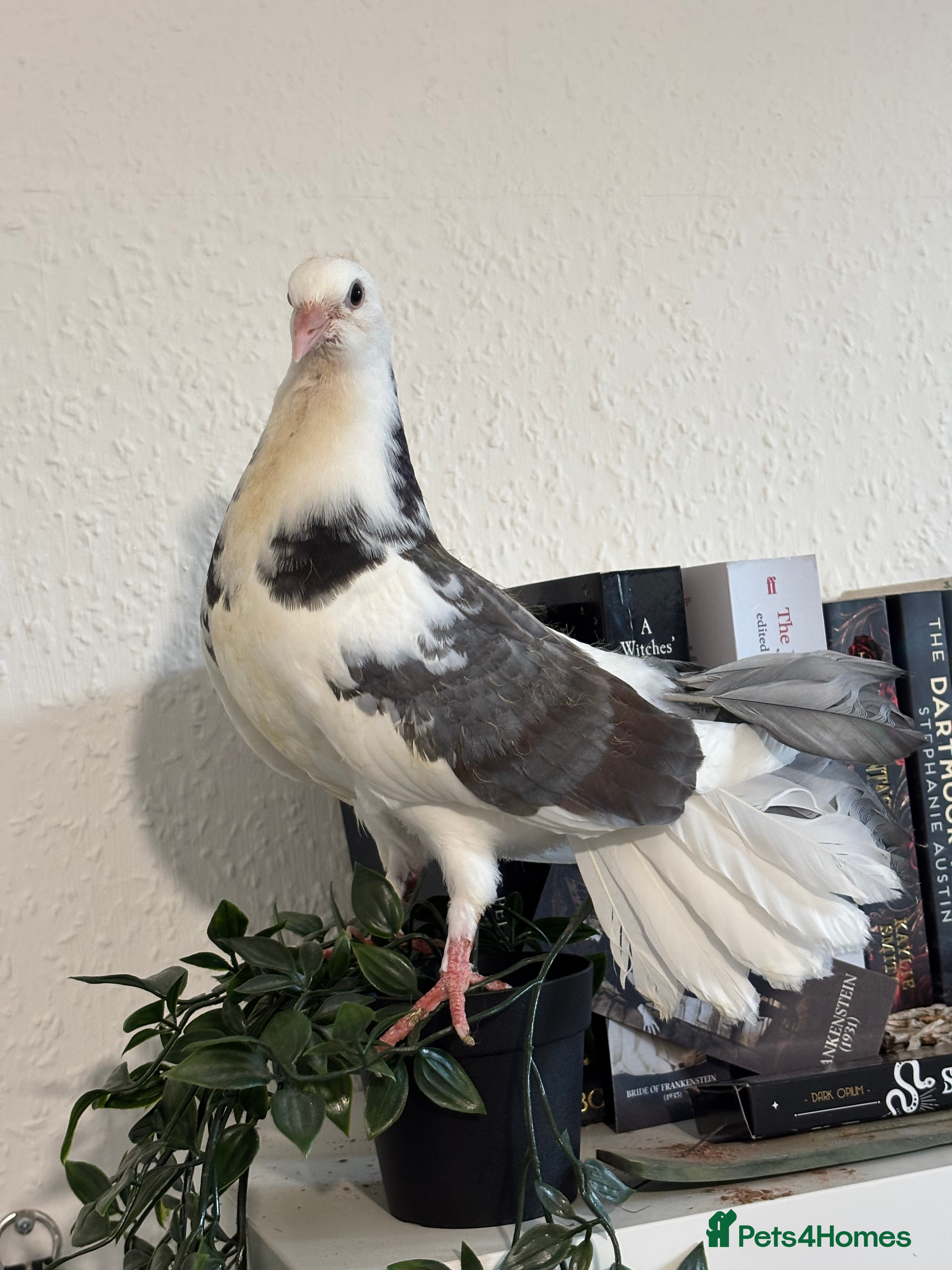 Pigeons birds Lovely Male Fantail Pigeon - Advert 6