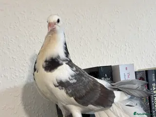 Pigeons birds Lovely Male Fantail Pigeon - Advert 6