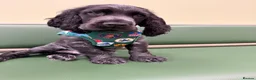 Cocker Spaniel dogs for sale: Brody  - Advert 6