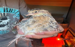 Quail poultry for sale: Quail for sale! - Image 3