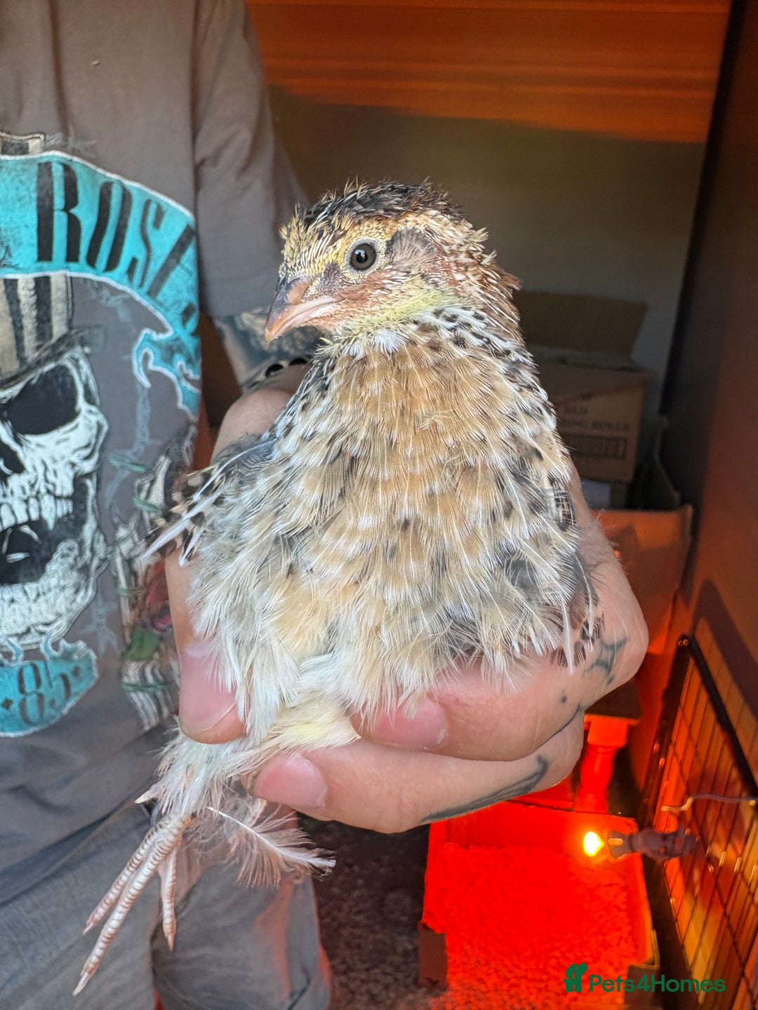 Quail poultry for sale: Quail for sale! - Image 3
