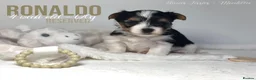Yorkshire Terrier dogs for sale: Beautiful Litter of Six Biewer Terriers! - Advert 29