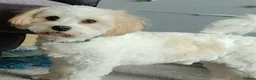 Cavapoo dogs for stud: Stud dog - Advert 4