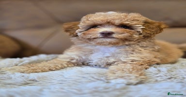 Cavapoo dogs - Advert 7