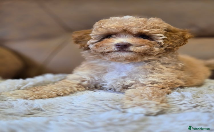 Cavapoo dogs - Advert 1