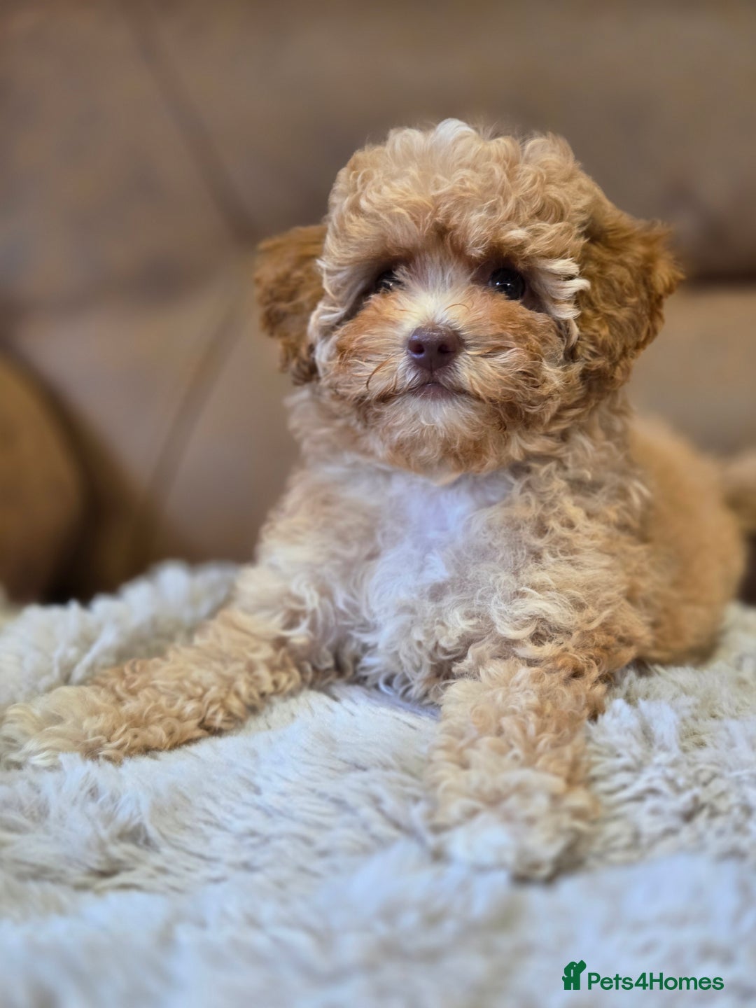 Cavapoo dogs for sale: 1 SMALL RED GIRL READY TO GO NOW!!  - Image 2