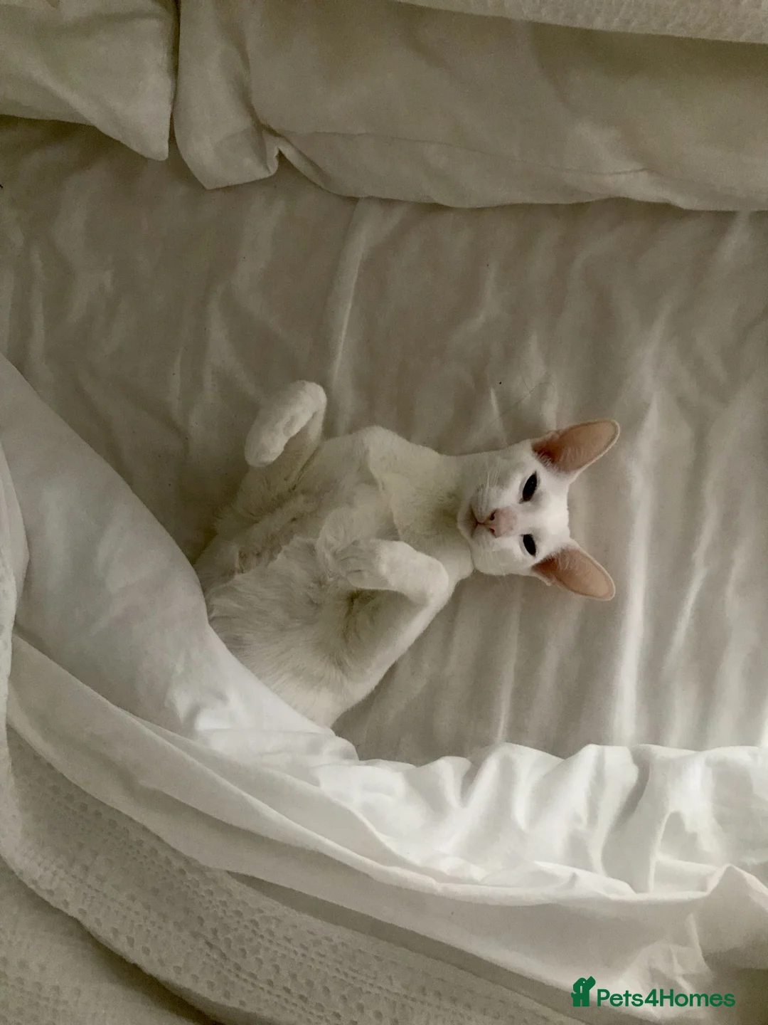 Oriental cats for sale: Very Special Home Needed for Maya in Southsea - Advert 1