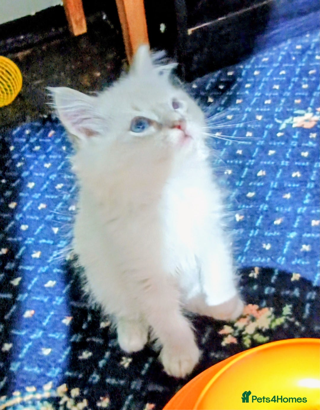 Ragdoll cats for sale: Beautiful full ragdoll kittens £695 - Advert 30