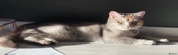 Scottish Fold cats for sale: Pedigree Scottish Straight - Advert 5