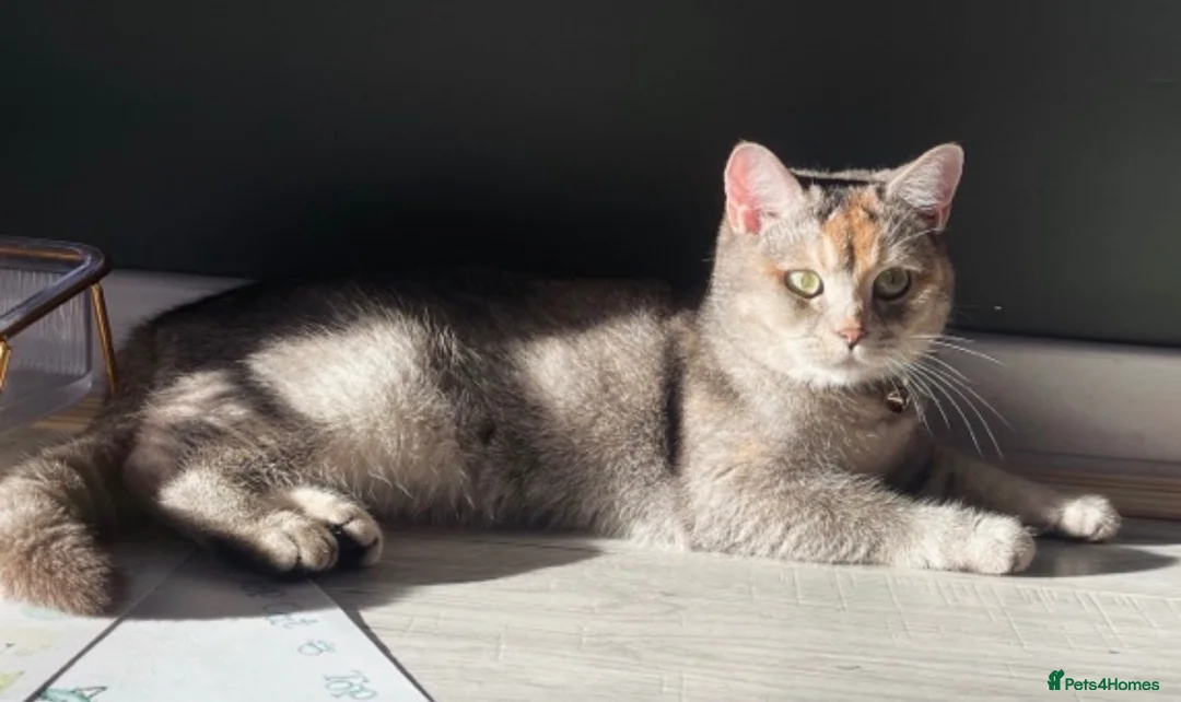 Scottish Fold cats for sale: Pedigree Scottish Straight - Advert 5