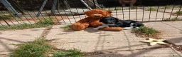 Sproodle dogs for sale: Sproodles - Advert 13