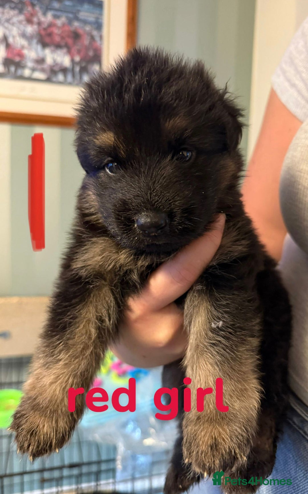 German Shepherd dogs for sale: German shepherd pedigree puppies- four weeks old. - Image 16