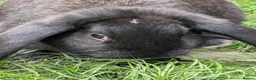 Mini Lop rabbits for sale: Stunning Mini Lops Ready Now - Advert 3