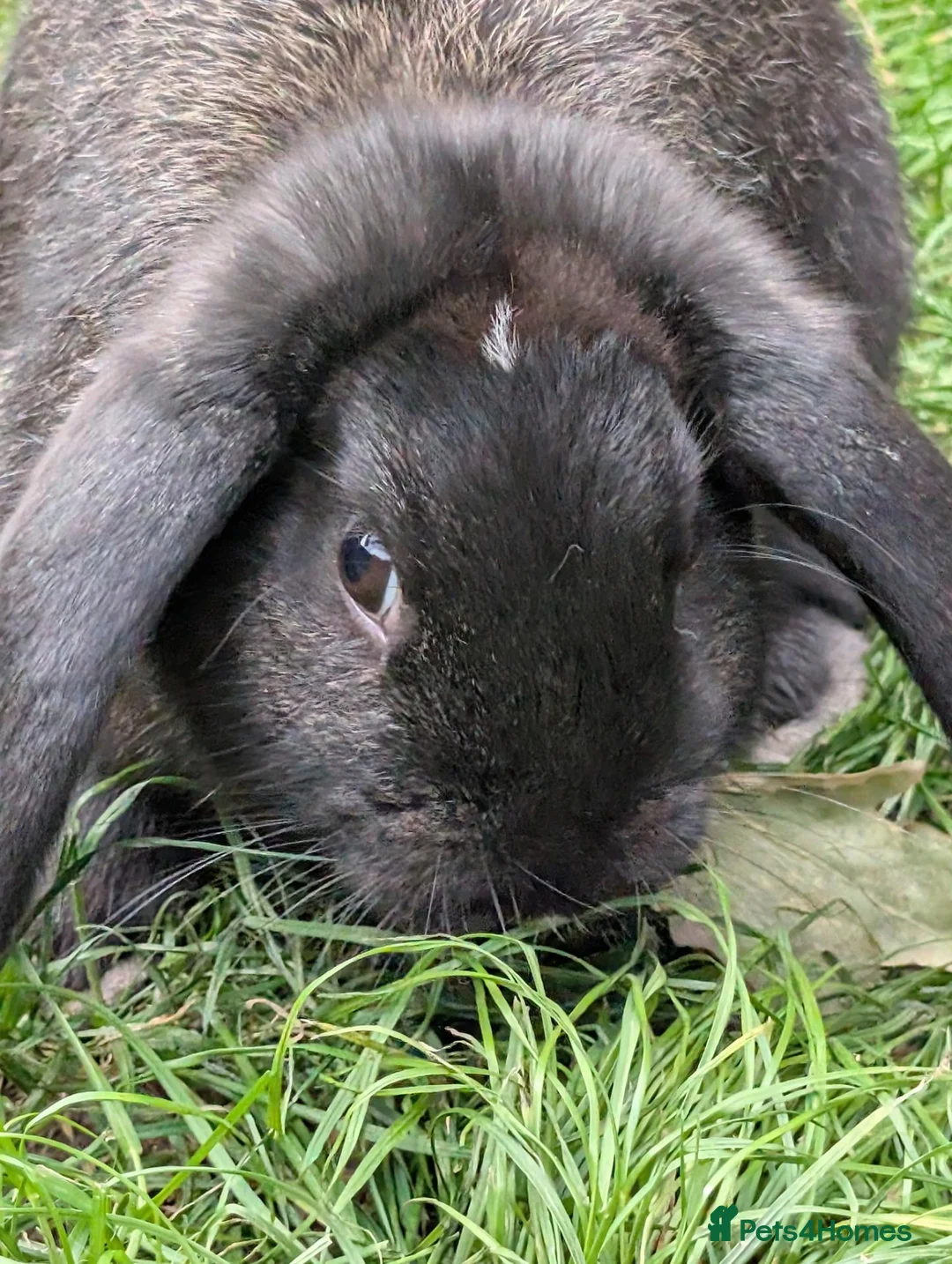 Mini Lop rabbits for sale: Stunning Mini Lops Ready Now - Advert 3