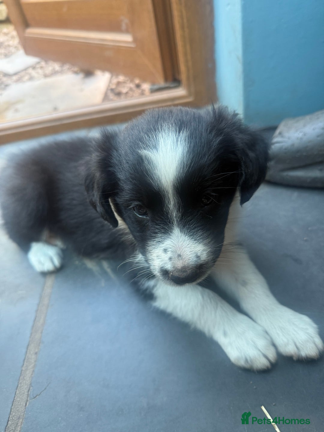 Mixed Breed dogs for sale: Border colllie/bearded collie pups  - Image 23