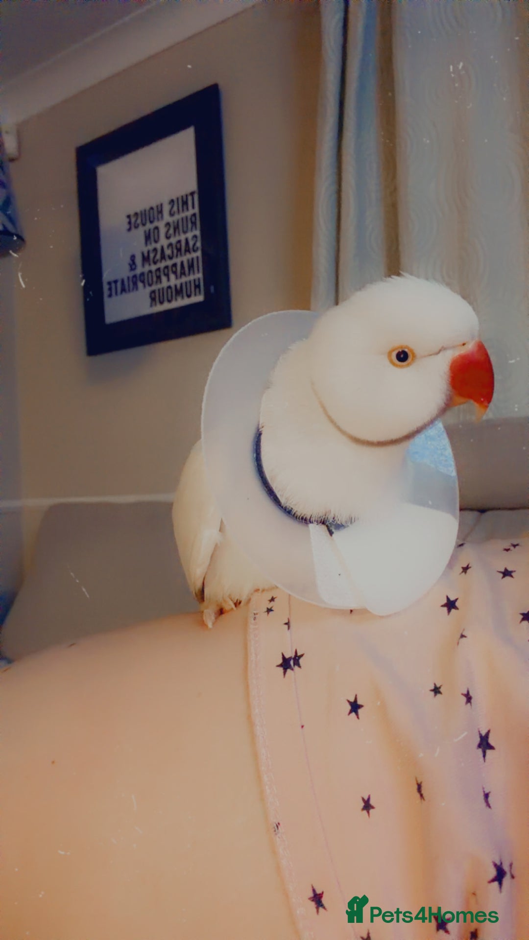 Ringnecks birds for sale: Albino Indian ringneck - Advert 7