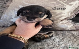 Mixed Breed dogs for sale: Miniature Schnauzer X Cockapoo - Image 2