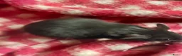 Hamster rodents for sale: pedigree lines Syrian hamsters  in Lydney - Advert 5