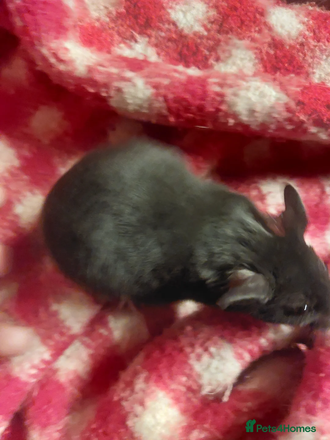 Hamster rodents for sale: pedigree lines Syrian hamsters  in Lydney - Advert 5