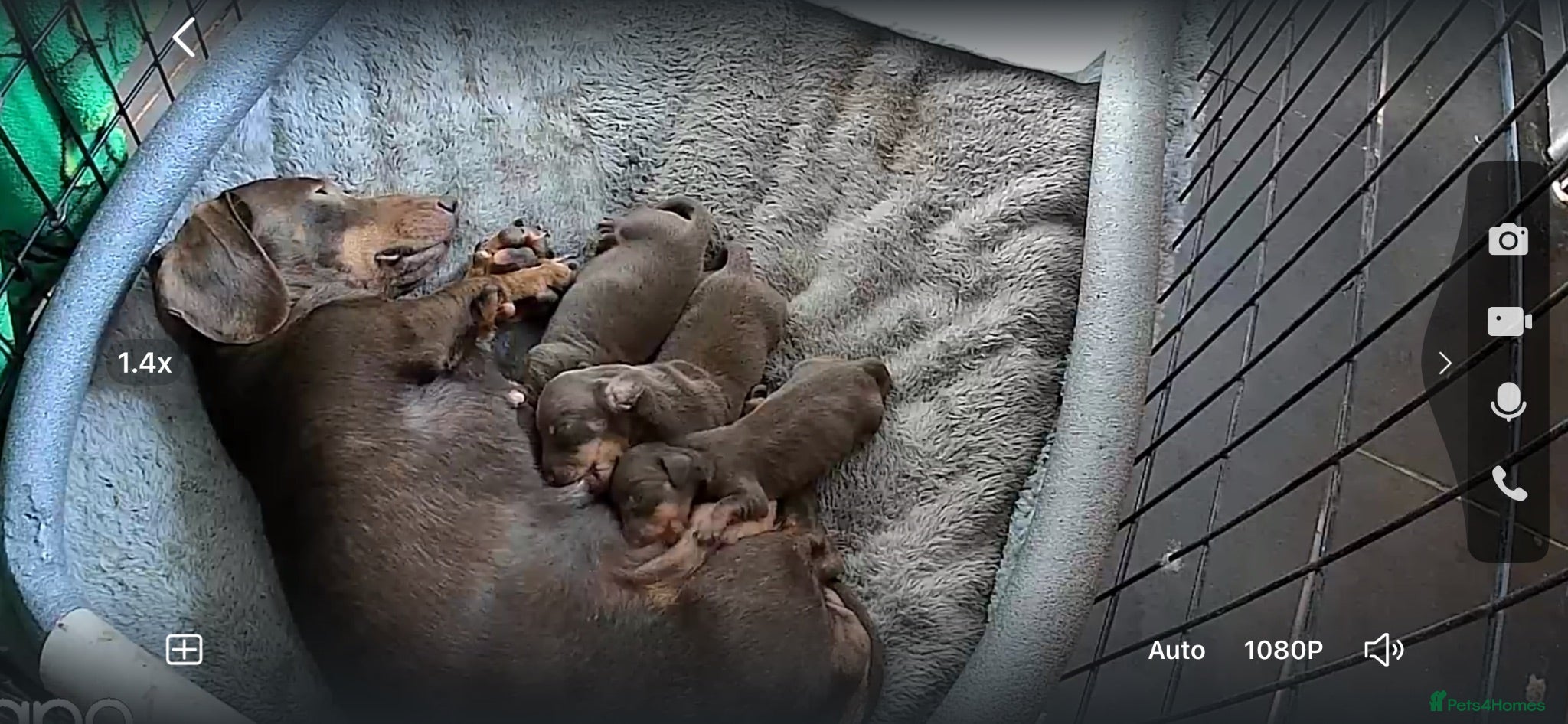 Miniature Dachshund dogs Miniature dachshund  - Advert 18