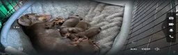 Miniature Dachshund dogs for sale: Miniature dachshund  - Advert 1