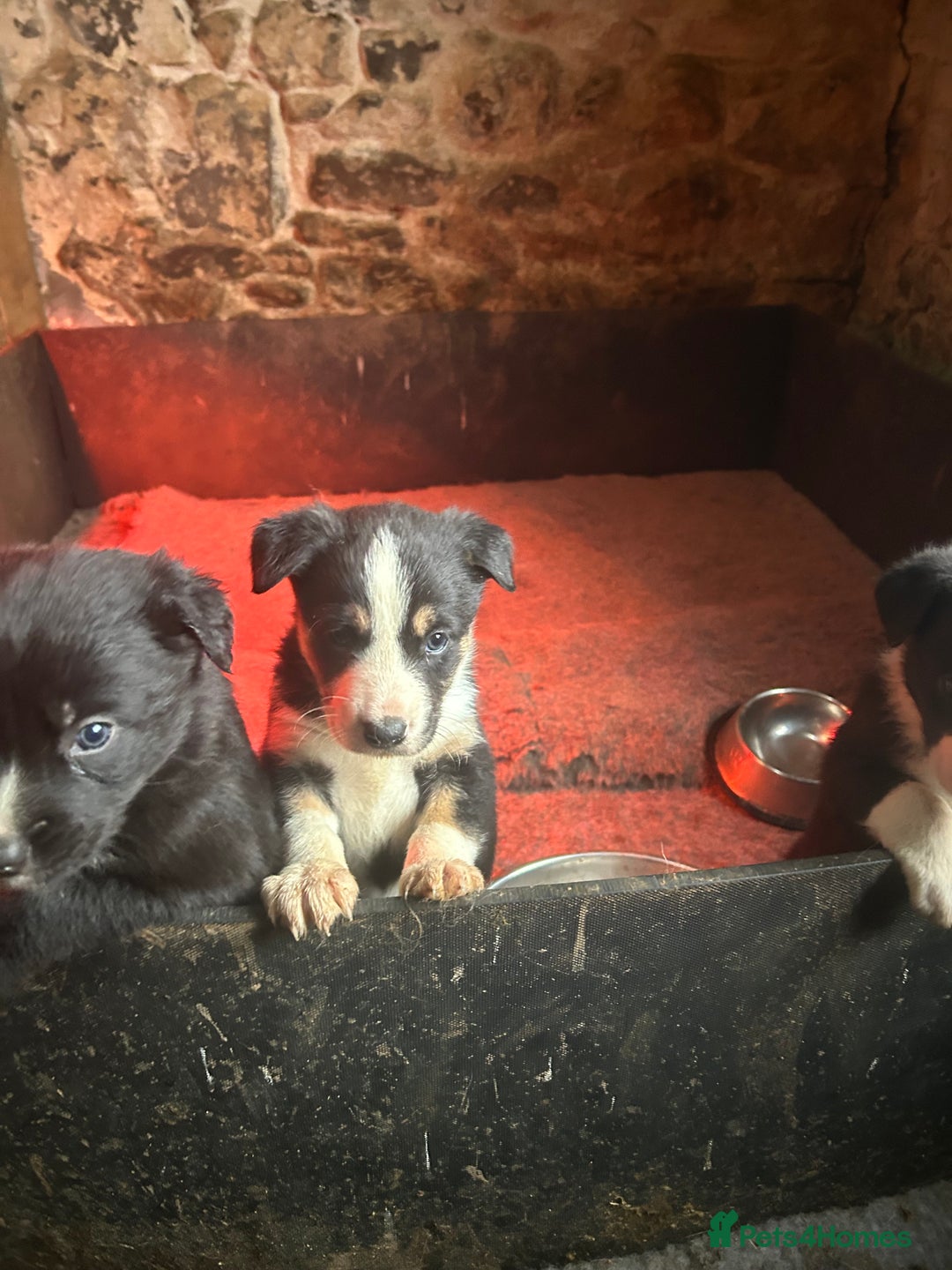Mixed Breed dogs for sale: 5 Collie x Huntaway pups for sale. - Advert 7