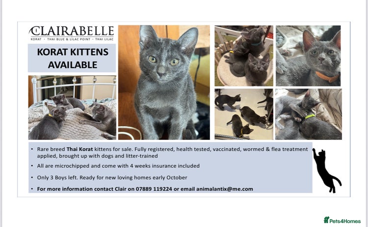 Korat cats - Advert 1