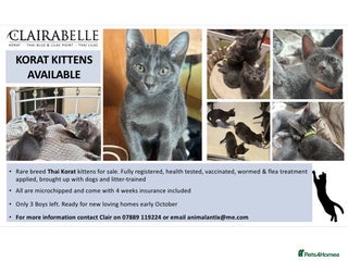 Korat cats for sale - Advert 1