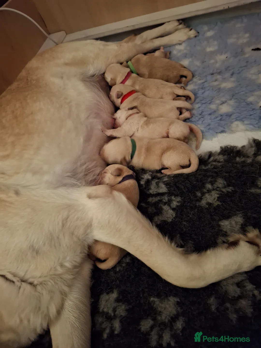 Labrador Retriever dogs for sale: Golden labrador retriever  in Huntingdon - Advert 11