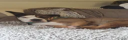 Mixed Breed dogs for sale: Looking to rehome  - Advert 11