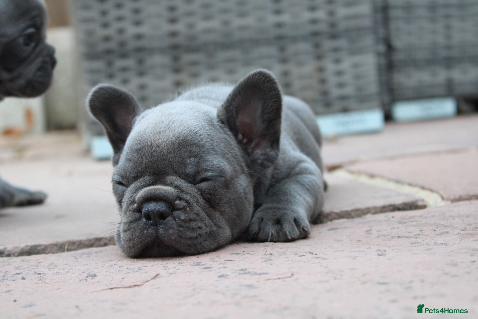 French Bulldog dogs French bulldog frenchies pups - Advert 2