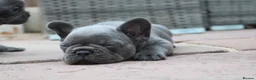 French Bulldog dogs for sale: French bulldog frenchies pups - Advert 13