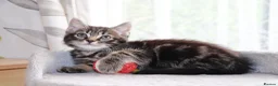 Mixed Breed cats for sale: Tabby Kittens Ready for Collection  - Advert 15