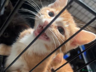 Mixed Breed cats ginger and black kittens - Advert 12