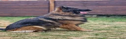German Shepherd dogs for sale: Beautiful German Shepherd Puppies  - Advert 14