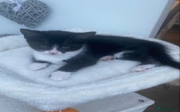 Mixed Breed cats for sale: Smudge and Smidge looking for their forever homes - Image 9