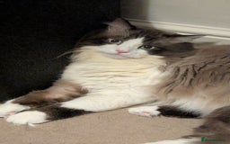 Ragdoll cats for sale: 🧁Sweet ragdolls - Image 31