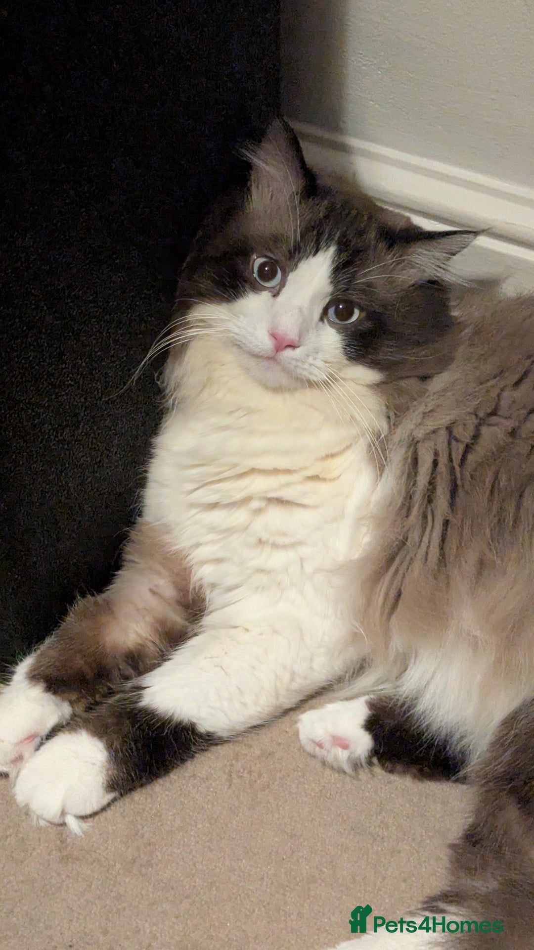Ragdoll cats for sale: 🧁Sweet ragdolls - Image 31